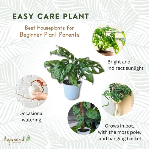 Miniatura 6 de Planta de queso suizo Monstera Adansonii, declaración única y hermosa en cualquier espacio, pulgares verdes hacia arriba y los favoritos