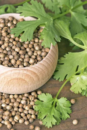 Miniatura 5 de Cilantro (perejil chino Dhania) Vegetal sin OMG para plantar 500 semillas