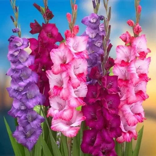 Votaniki Very Berry Gladiolus Mix Bulbos – Atrae polinizadores, multicolor, bulbos de flores grandes, fáciles de cultivar, flores cortadas de larga
