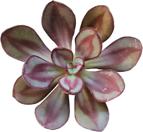 Miniatura 16 de Echeveria Lola - Planta suculenta saludable Echeveria Live de fácil cuidado para interiores, totalmente arraigada en tamaños de 2/4/6 pulgadas