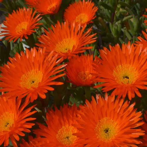 Miniatura 7 de Outsidepride Gelato - Semillas de plantas de hielo naranja – 5000 piezas de semillas perennes, tolerantes a la sequía, para plantar flores vibrantes