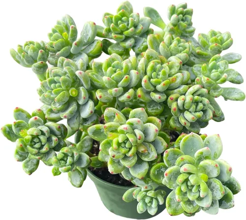 Miniatura 9 de Sprout N Green Cotyledon Orbiculata cv., Rara planta suculenta viva enraizada en maceta de 4 pulgadas, decoración de boda en interiores