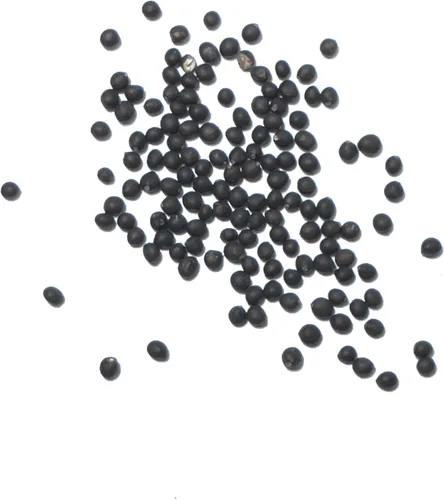 Miniatura 6 de Seed Needs Semillas de salvia para plantar hierbas de hoja ancha, semillas de hierbas culinarias sin OMG y sin tratar para plantar un jardín
