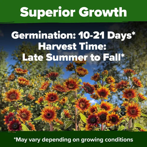 Miniatura 5 de HOME GROWN Autumn Beauty Semillas de girasol para plantar 40 semillas de girasol tradicionales sin OMG para plantar flores para apoyo
