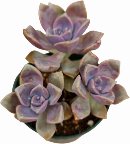Miniatura 13 de Plantas de cactus suculentas vivas de USKC (maceta de 4 pulgadas) (Aptenia Cordifolia Variegata)