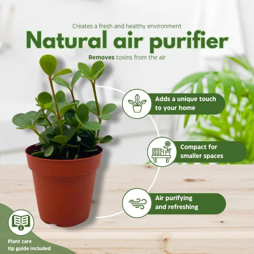 Miniatura 8 de BubbleBlooms Peperomia Esperanza en una olla rotundifolia de 4 pulgadas