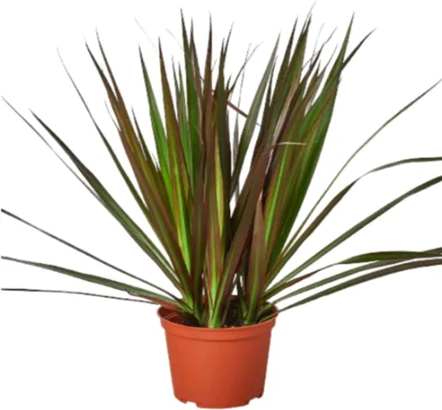Miniatura 10 de Dracaena Colorama - Planta viva para interior Diferentes plantas de interior en maceta de 4 y 6 pulgadas Planta de casa real para sala de estar