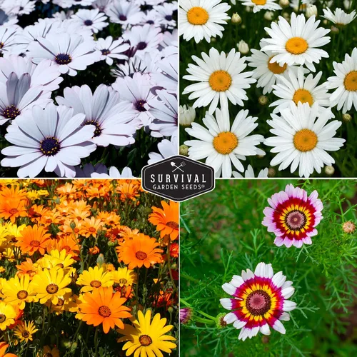 Miniatura 4 de Survival Garden Seeds Colección de semillas de margaritas para plantar, 4 paquetes, escamas africanas, capa, pintadas y margaritas Shasta, semillas