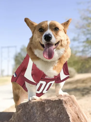 Miniatura 4 de Camiseta de los Arizona Cardinals de la NFL para Perro - Talla X-Small, Disfraz de Jersey de Fútbol para Perros y Gatos