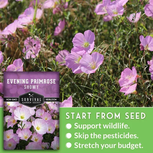 Miniatura 4 de Semillas de onagra llamativas para plantar, 1 paquete con instrucciones para plantar y cultivar Pinkladies en el jardín de flores de tu hogar