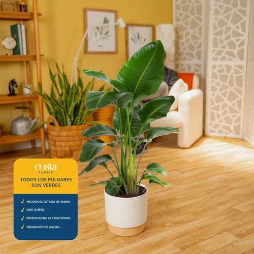 Miniatura 5 de Costa Farms White Bird of Paradise - Planta viva en maceta decorativa, planta de interior grande, perfecta para decoración del hogar, habitación u