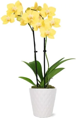 From You Flowers - Planta de orquídea amarilla brillante para cumpleaños, aniversario, mejorarse o celebrar