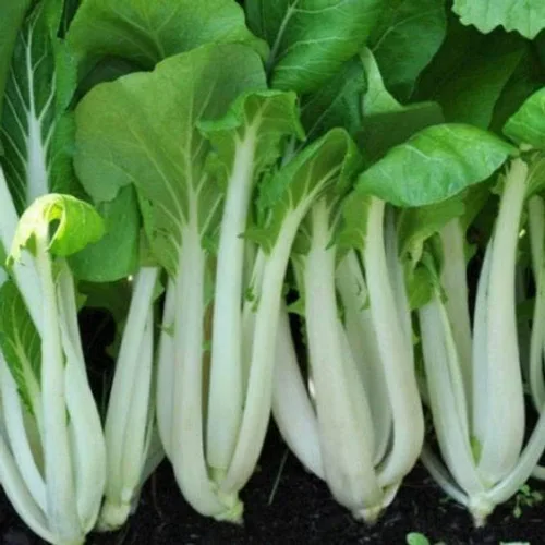 Miniatura 2 de 2000 semillas de col china Pak Choi para plantar, también conocidas como Bok Choy, una sabrosa variedad de reliquia sin OMG para plantar verduras