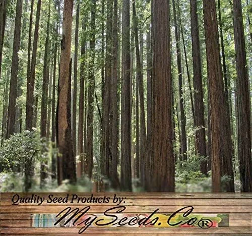 Miniatura 7 de Big Pack Landscape Seeds - Semillas de árbol de secoya de California - Sequoia sempervirens por MySeeds.Co (paquete grande California Redwood)