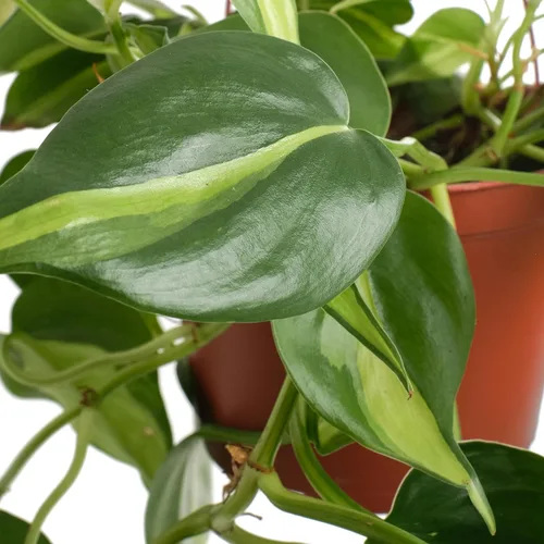 Miniatura 3 de Shop Succulents Heartleaf Philodenron Brasil - Planta colgante, planta de interior viva, planta de interior colgante de hiedra de fácil cuidado