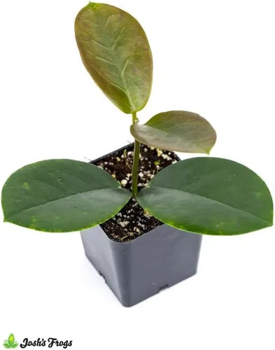 Miniatura 3 de Josh's Frogs Hoya - Planta de cera (flor de cera común)