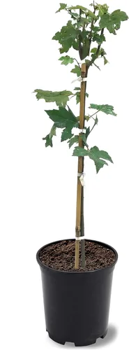 Miniatura 5 de American Plant Exchange Árbol de arce rojo grande de verano, maceta de 5 galones, 2-3 pies de alto, planta de jardín grande para exteriores