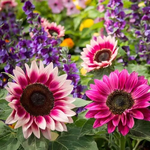 Miniatura 3 de Más de 500 semillas de girasol mixtas para plantar (más de 17 variedades, mezcla loca), interior y exterior, paquete a granel, reliquia, sin OMG