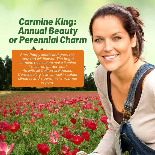 Miniatura 4 de Outsidepride Carmine King California - Semillas de amapola – 5000 piezas anuales, tolerantes a la sequía, fáciles de cultivar, semillas de flores