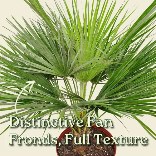Miniatura 2 de European Fan Palm - Tropical Plants of Florida - Planta de palmera viva, altura total de 30 a 36 pulgadas (solo planta)