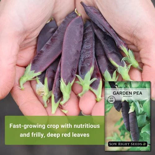 Miniatura 3 de Sow Right Seeds - Semillas de guisantes de nieve Desiree para plantar - Paquete de reliquia sin OMG con instrucciones para plantar un huerto