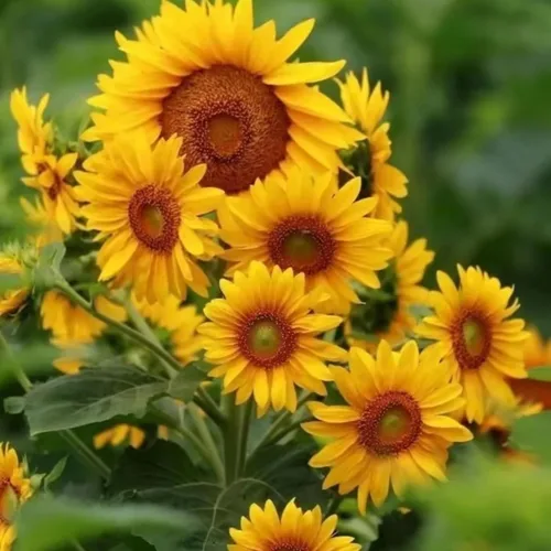 50 semillas de girasol multicabezadas para plantar, flores de jardín raras e impresionantes sin OMG, instrucciones de plantación para un fácil