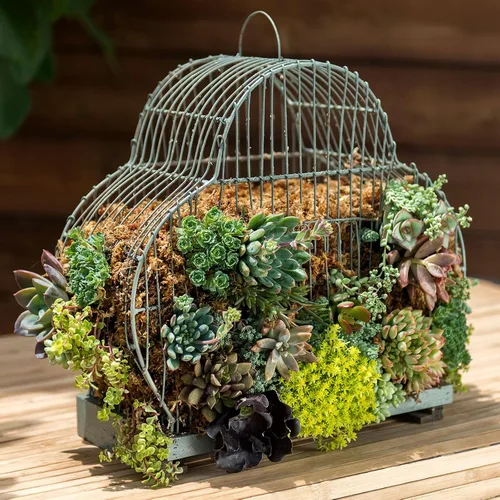 Miniatura 5 de SuperMoss (22306) Musgo Sphagnum, fibra de larga duración superior retención de agua para orquídeas y plantas de vivero, 4 onzas de color blanco