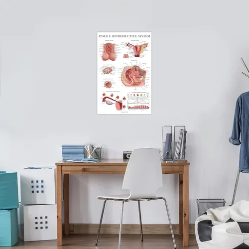 Miniatura 5 de Palace Learning Paquete de 2 gráficos anatómicos del sistema reproductivo masculino y femenino, juego de carteles de anatomía masculina y femenina
