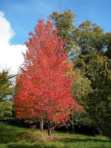 Miniatura 5 de Árbol de sombra de arce rojo americano, planta viva enviada de 2 a 3 pies de alto por DAS Farms