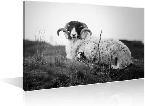 Miniatura 10 de Arte de pared en blanco y negro con diseño de vaca escocesa de las tierras altas en la Isla de Mull impresiones sobre lienzo, decoración del hogar