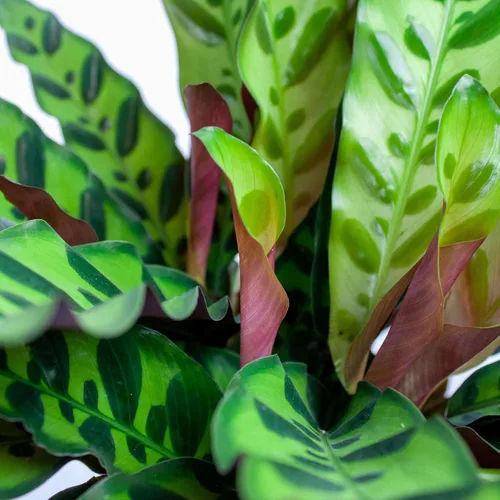 Miniatura 4 de Planta Viva de Aloe Vera para Interior Diferentes Plantas de Casa en Maceta de 4 Pulgadas & 6 Pulgadas Planta Real para Sala de Estar, Oficina