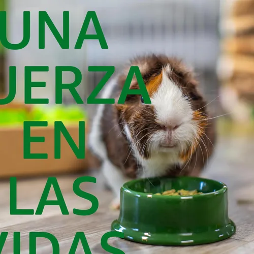 Miniatura 9 de Oxbow Essentials Alimento para Conejillo de Indias, Conejillo de Indias Adulto, Hecho con Heno Timothy de Oxbow, Pellets de Comida para Mascotas