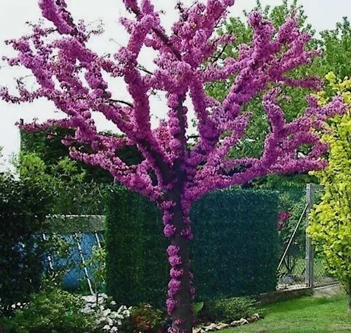 Semillas de árbol de Judas para plantar, 30 semillas, árbol en flor apreciado para patio, jardín o como bonsái