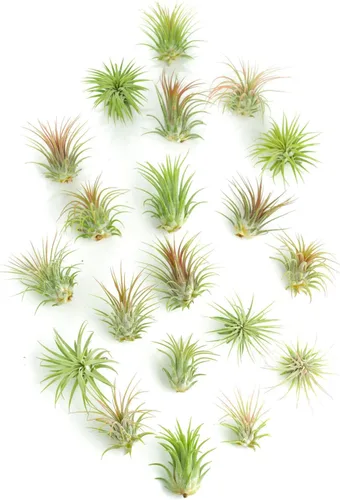 Miniatura 13 de Shop Succulents Colección variada Variedad de especies, planta tropical de interior para decoración del hogar, terrarios DIY, paquete de 100