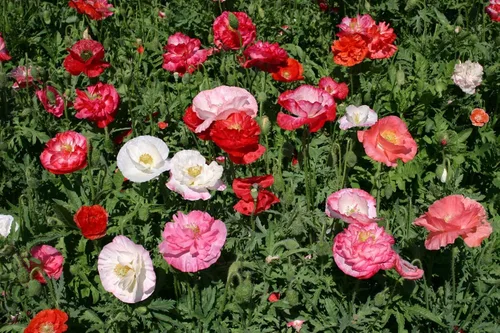 Miniatura 7 de 1000 Semillas Oriental Amapola Papaver Mezcla Flores Perennes Sin OGM