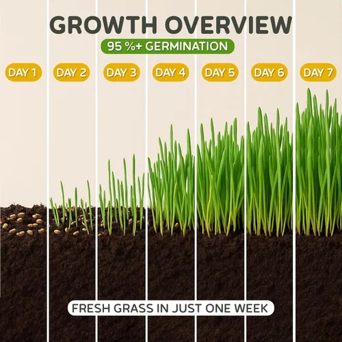 Miniatura 3 de Todd's Seeds – Hierba para gatos de interior o exterior, 1 libra de hierba de trigo – Premium, 100% libre de químicos (mejor que orgánico) sin GMO