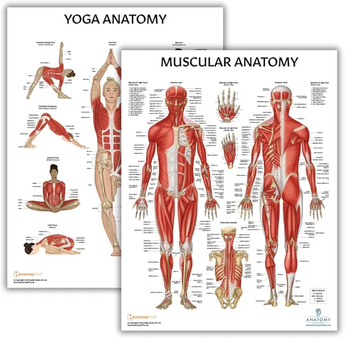 Miniatura 9 de Anatomy Lab Tabla anatómica del sistema muscular, laminado, 17.3 x 22.5 pulgadas, diagrama de los músculos, carteles médicos, póster del sistema