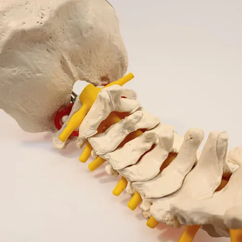 Miniatura 9 de Axis Scientific - Columna vertebral flexible de tamaño natural con pelvis masculina, nervios y arterias espinales, incluye soporte de metal