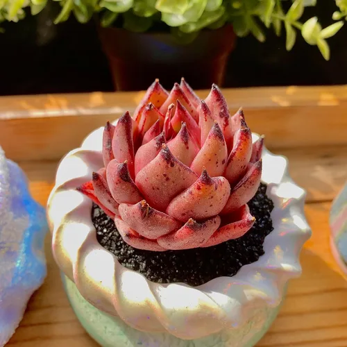 Miniatura 6 de Echeveria Agavoides Romeo - Plantas suculentas vivas raras, planta roja de 1 cabeza de 2.7 pulgadas, raíz desnuda sin tierra para maceta, escritorio