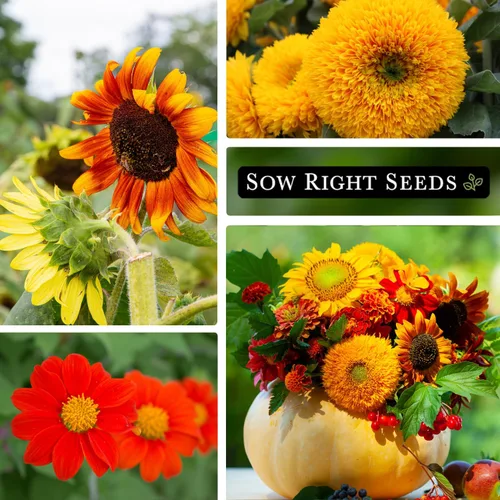 Miniatura 4 de Sow Right Seeds - Semillas de girasol mixtas para plantar - Paquete de reliquia sin OMG con instrucciones (idioma español no garantizado) - Gran