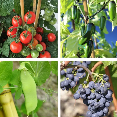 Miniatura 6 de Cambaverd Varillas de bambú para plantas, estacas de bambú de 2 pies para jardinería interior, estacas para plantas en maceta, mini árboles, estacas