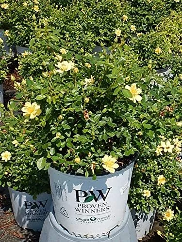 Miniatura 2 de Ganadores probados - Rosa OSO EASY Lemon Zest (Rosa) Rosa, flores amarillas, #2 - Contenedor