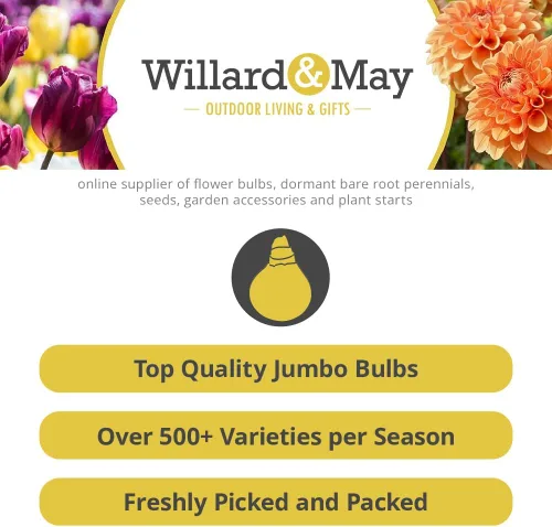 Grower Special Mix - Bombillas de flores de gladiolo, 100 bombillas de colores surtidos, para hacer grandes flores cortadas, perennizantes,