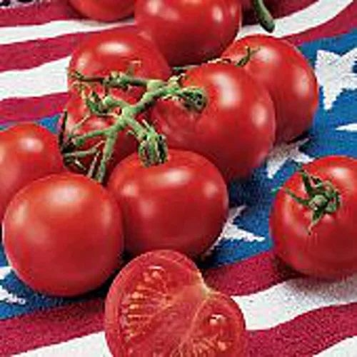 Semillas de tomate del 4 de julio (95 semillas) Semillas para plantar, granja, cultivo en jardín, invernadero, hortalizas, frutas