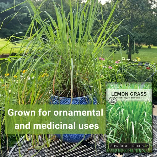 Miniatura 3 de Sow Right Seeds - Semillas de hierba de limón para plantar - Reliquia sin OMG - Indias Orientales - Repelente de mosquitos - Ideal para exteriores