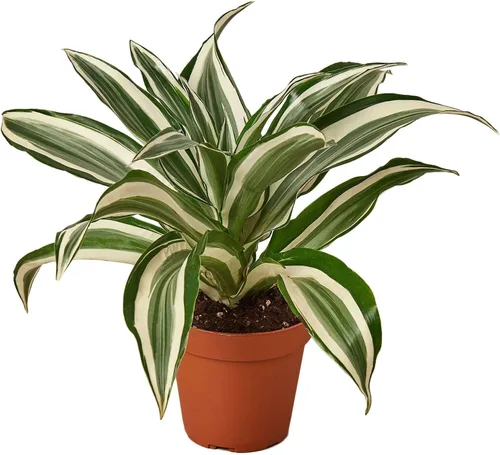 Miniatura 16 de Dracaena Colorama - Planta viva para interior Diferentes plantas de interior en maceta de 4 y 6 pulgadas Planta de casa real para sala de estar
