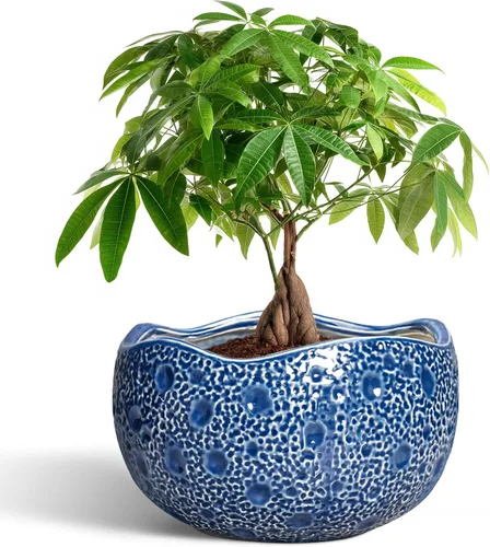 Miniatura 31 de Macetas de Cerámica Thirtypot - Maceta de 4 Pulgadas con Agujero de Drenaje, Macetas Pequeñas para Plantas de Interior y Exterior, Maceta Redonda