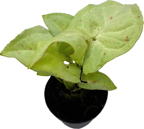 Miniatura 4 de BubbleBlooms Confeti Syngonium, en una maceta de 2 pulgadas Mini Pixie