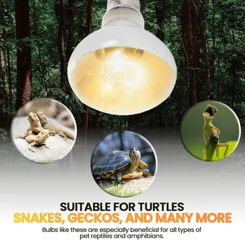 Miniatura 5 de CALPALMY Paquete de 4 bombillas de lámpara de calor de reptiles de 100 W, bombillas UVA para reptiles, tortugas, lagartos, dragones barbudos