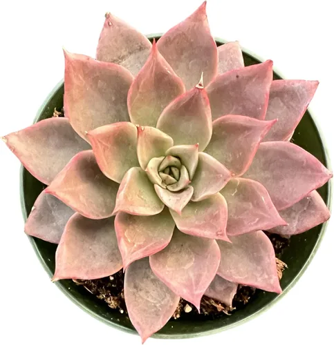 Sprout N Green Echeveria Meiya, planta suculenta viva rara totalmente enraizada en maceta de 4 pulgadas con tierra, decoración de boda en interiores